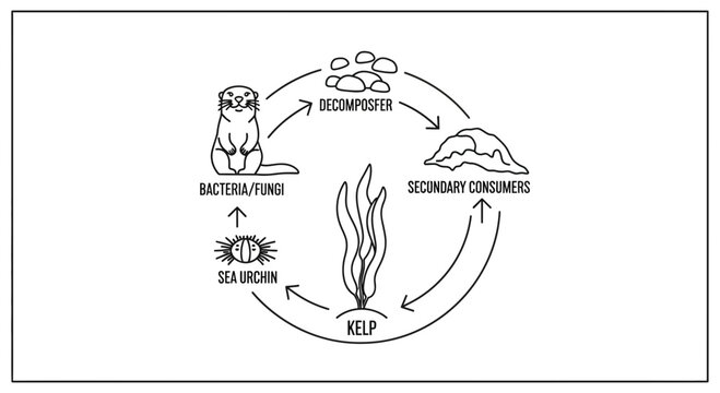 Kelp Ecosystem Food Web Diagram: Kelp, Sea Urchin, Otter, Decomposers
