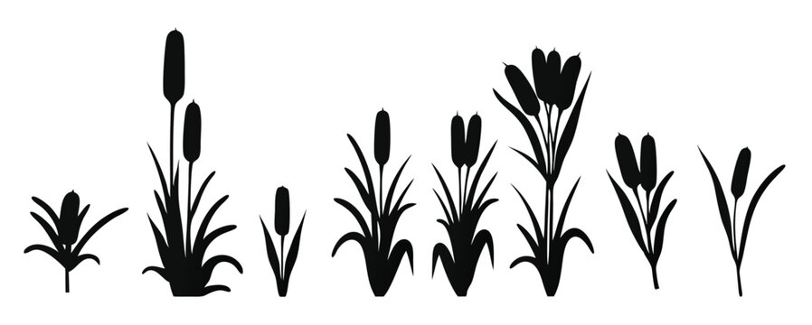 Swamp grass reed silhouettes set  tall cattails. Water plants near river and lake bank isolated on white. Botanical meadow plant icons, decorative garden weed and reed  set for landscape, vector illus