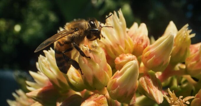 Honey bee crawling and buzzing across yellow flower buds in slow motion