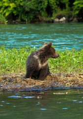 bear cub sitting on the water © Rachel