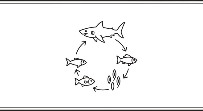 Shark and fish food chain diagram, simple line drawing, ecosystem concept