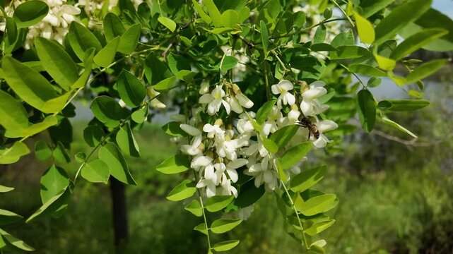 Slow motion close up of blooming white acacia flowers gently swaying in the spring breeze. High resolution cinematic nature footage with lush green leaves and soft bokeh.