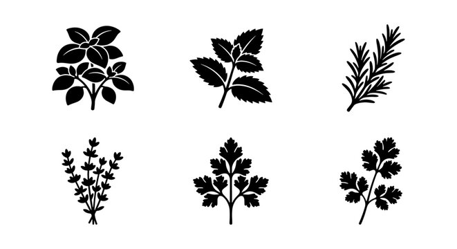 Herbs Vector Icons: Basil, Mint, Rosemary, Thyme, Parsley, Cilantro