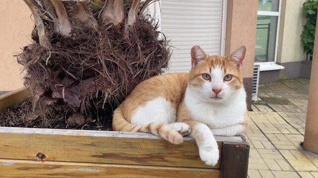 Cute Ginger Cat Relaxing on Wooden Flower Pot Next to Palm Tree on Sunny Day