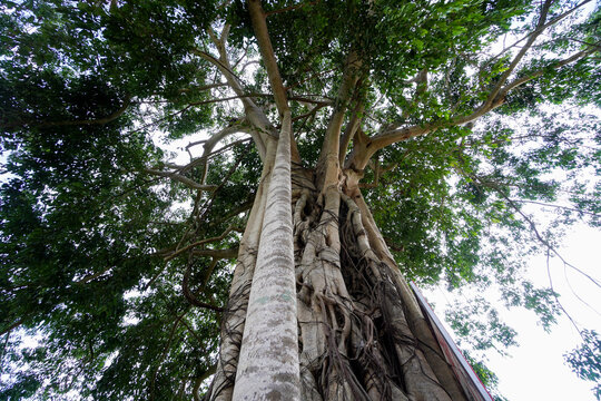 Banyan tree with strangler fig infection with roots growing down to rainforest floor creating strange shaped and textures