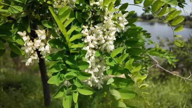 Slow motion close up of blooming white acacia flowers gently swaying in the spring breeze. High resolution cinematic nature footage with lush green leaves and soft bokeh.