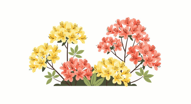 A vibrant display of yellow and coral azaleas in bloom on white background