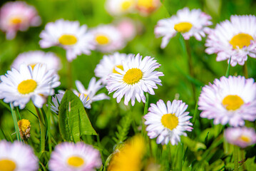 Fototapeta premium White small daisies blooming on grass background