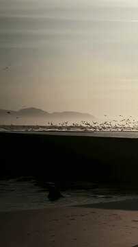 Vertical video: Lifting flock of seagulls taking flight along shore as waves break, sand foreground