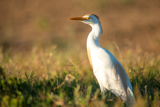Bubulcus ibis