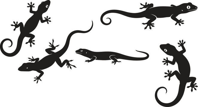 Five black gecko lizard silhouettes with curled tails on white