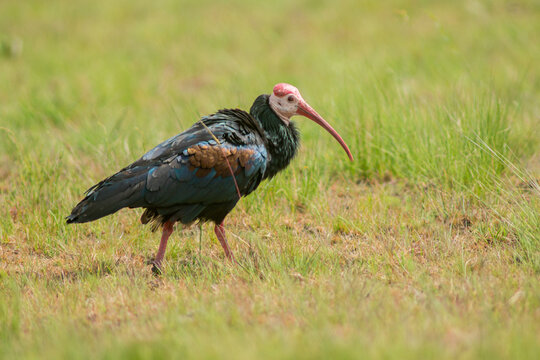 Geronticus calvus