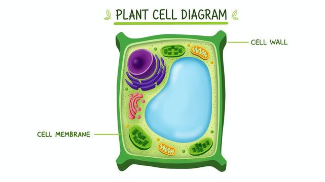 Educational plant cell diagram showing internal organelles: cell wall, nucleus, chloroplast, vacuole, and mitochondria. Colorful illustration for biology science learning material