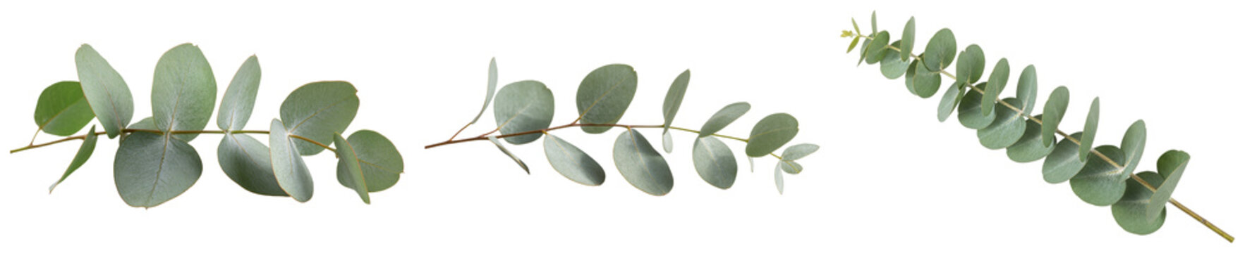 Three eucalyptus branches with round leaves isolated on transparent background
