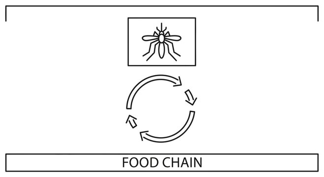 Mosquito Food Chain Diagram: Insect Life Cycle and Ecosystem Interaction