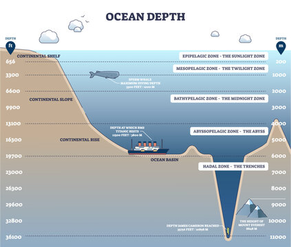 Ocean depth layers illustrated, an infographic maps sunlight to hadal zones, from shelf to trench, key objects are whale, shipwreck, and trench, conveying scale and exploration.