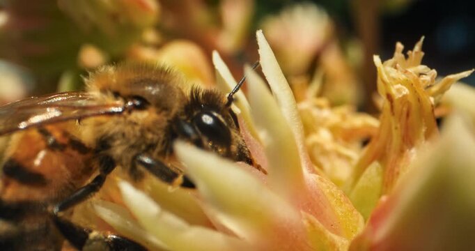 Bumblebee buried in yellow flower - extreme closeup shot