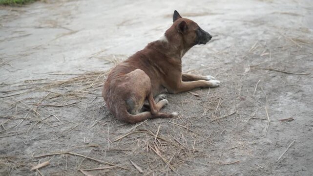 Domestic Guard Dog Restings on Village Dirt Road in Countryside