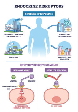 Endocrine disruptors diagram explains exposure paths and hormone interference, highlights a human silhouette, factories, and a receptor-cell graphic. Outline diagram