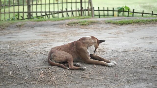 Domestic Guard Dog Restings on Village Dirt Road in Countryside