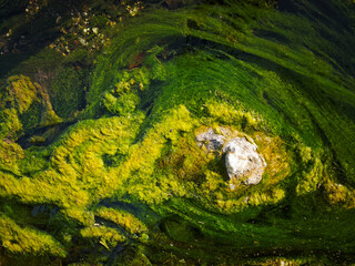 Musgo en el agua del arroyo © Juanmi