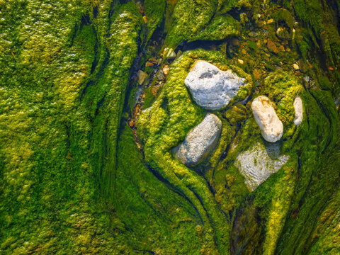 Musgo en el agua del arroyo