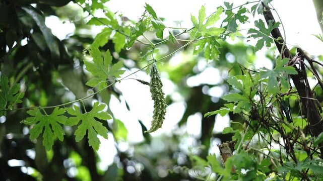Fresh Green Bitter Gourd Hanging on Vine in Organic Vegetable Garden
