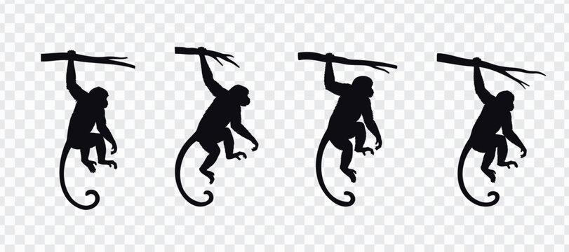 Monkey silhouette vector set with four hanging primate poses, long curved tails and black flat shapes on transparent background, ideal for jungle icons, safari graphics, stickers and educational 