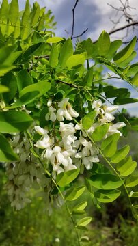 Slow motion close up of blooming white acacia flowers gently swaying in the spring breeze. High resolution cinematic nature footage with lush green leaves and soft bokeh.