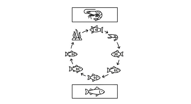 Marine Food Chain Diagram: Plankton, Shrimp, Fish, Predator Fish