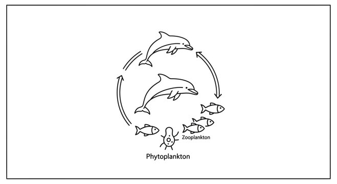 Marine Food Chain: Phytoplankton, Zooplankton, Fish, Dolphins in Ocean Ecosystem