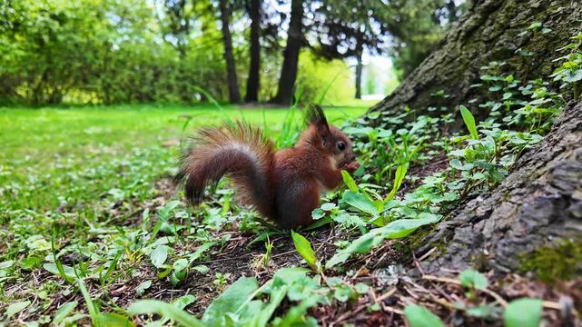 Tiny squirrel eating a nut for the first time in a lush green park, young wildlife, cute animal moment, nature, outdoor feeding, playful baby squirrel in forest

