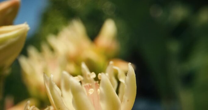 Closeup on beautiful yellow flower with bee buzzing in slow motion in background