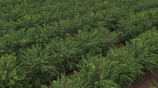 Aerial view of lush green orchard rows with dense foliage and reddish-brown soil in Coruche, Santarem District, Portugal.