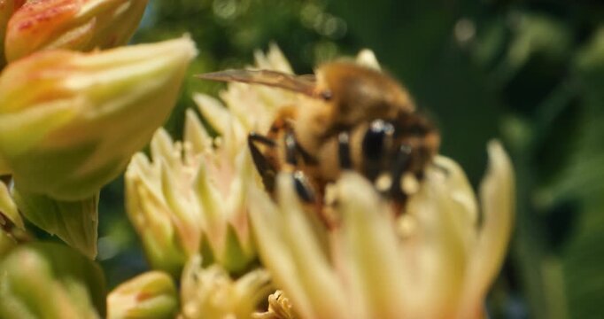 Rack focus on bumblebee crawling into beautiful yellow flower - slow motion, extra slow motion shot