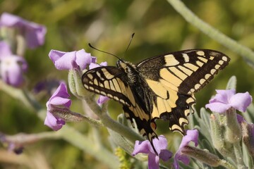 papillon © pia
