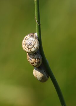 escargots