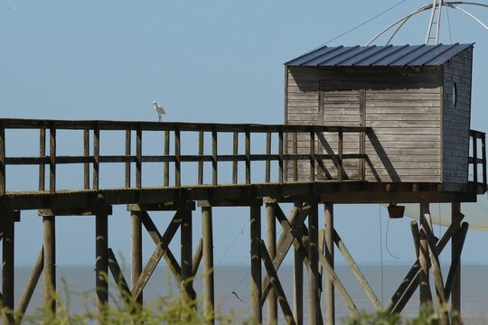 aigrette sur ponton