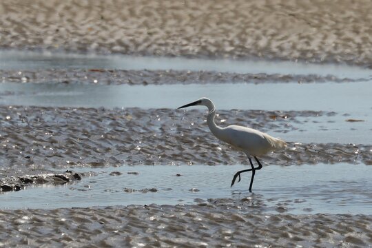 aigrette