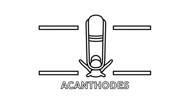 Acanthodes Fish Skeleton Illustration, Ancient Fish Anatomy, Fossil Fish Outline