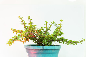 Small green jade plant or elephant bush succulent in a blue pot © Abir Creative Studio