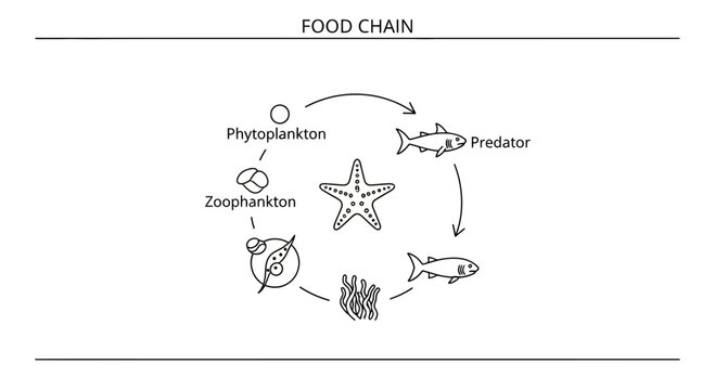 Marine Food Chain Diagram: Phytoplankton to Predator