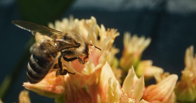 Extra closeup shot on honey bee collecting pollen from yellow flower