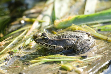 Fototapeta premium Close-up of a green water frog sitting on wet pond vegetation in natural habitat 