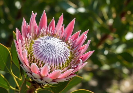 Close-up of a pink Protea flower in full bloom.