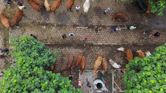 Aerial view of Animal Market Prambanan with cows and people on a paved ground surrounded by green trees in Kecamatan Prambanan, Jawa Tengah, Indonesia.