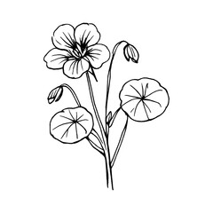 Obraz premium PNG Elegant botanical line art illustration.