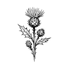 Obraz premium PNG Elegant thistle sketch on white.