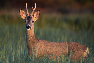 Roebuck © Alberto Cosgaya