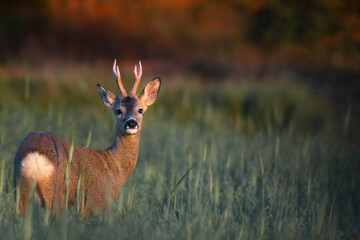 Roebuck © Alberto Cosgaya